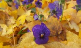 Farbenfroher Herbst